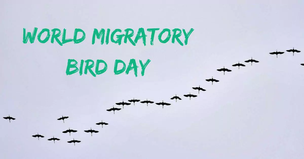 World Migratory Bird Day I Love Veterinary - Blog for Veterinarians, Vet Techs, Students