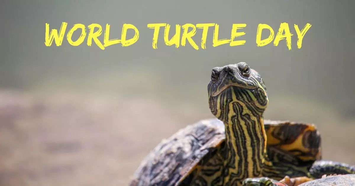 World Turtle Day I Love Veterinary - Blog for Veterinarians, Vet Techs, Students