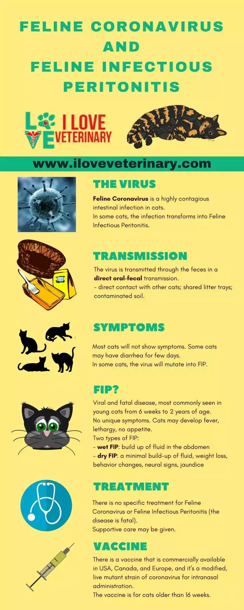 feline coronavirus