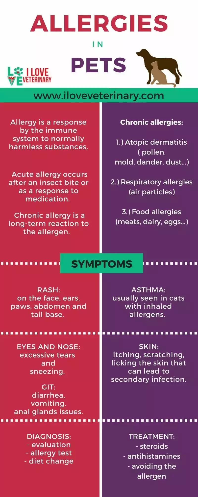 allergies in pets infographic 