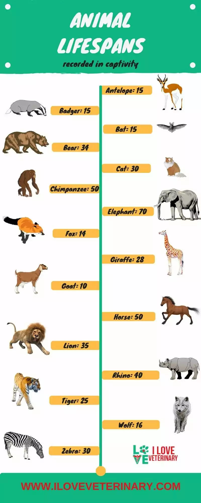 Animal lifespans infographic
