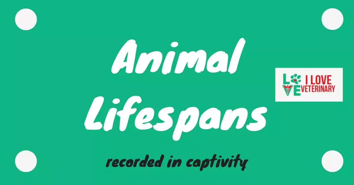 animal lifespans cover image