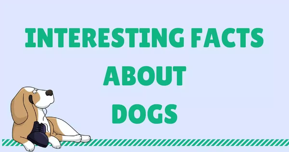 INTERESTING FACTS ABOUT DOGS1 I Love Veterinary - Blog for Veterinarians, Vet Techs, Students
