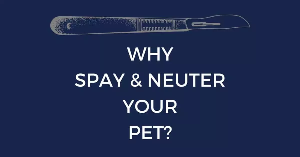 WHYSPAY NEUTERYOURPET I Love Veterinary - Blog for Veterinarians, Vet Techs, Students