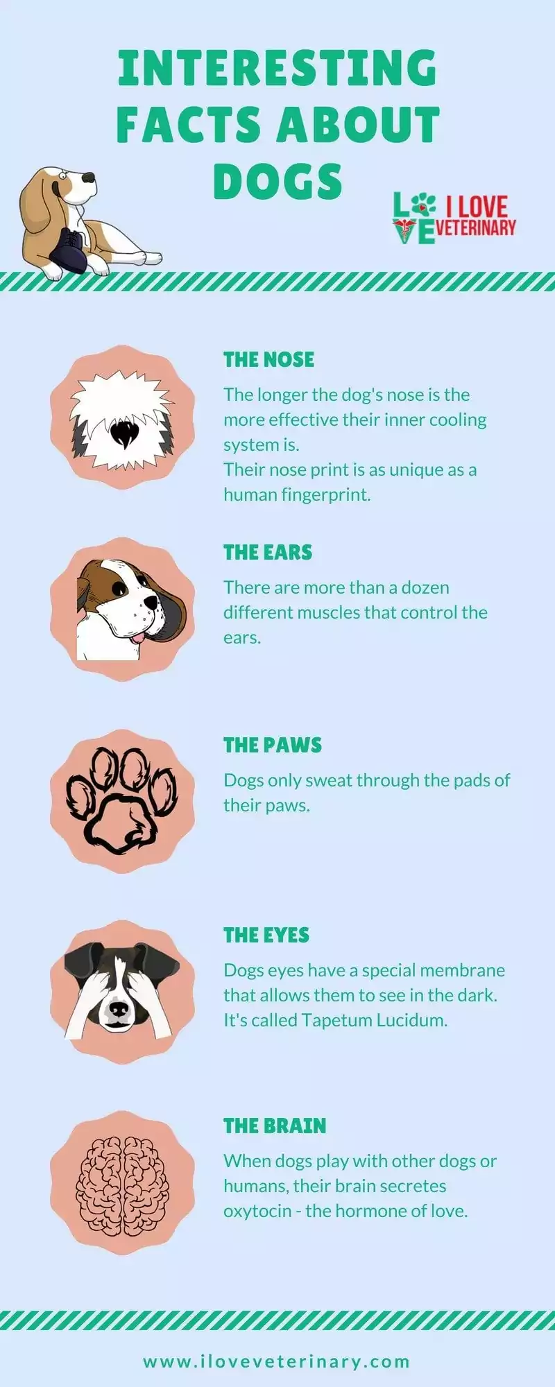 dogs infographic