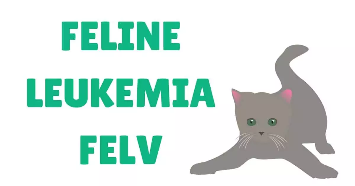 FeLV feline leukemia virus I Love Veterinary cover image