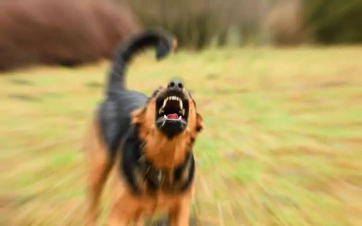 Aggressive Dog in a field I Love veterinary