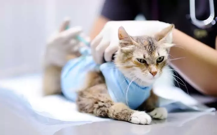 Giving treatment to a cat I love veterinary