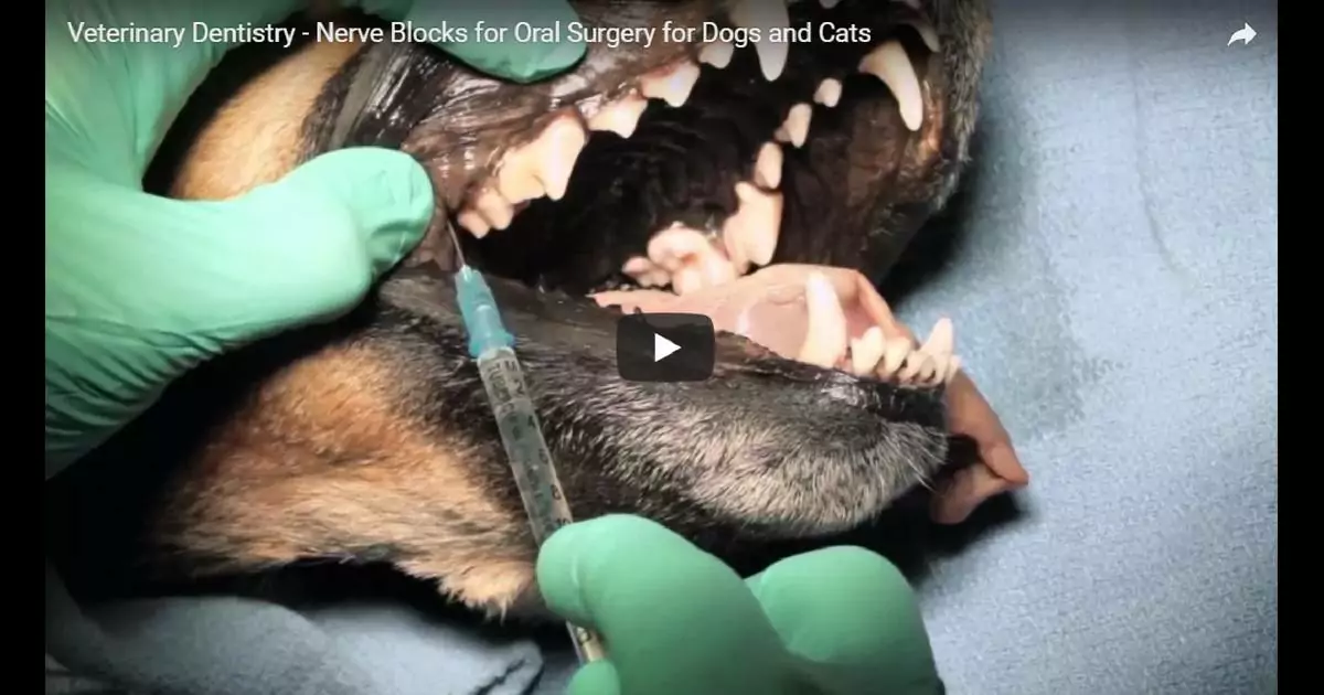 Nerve Blocks for Oral Surgery for Dogs and Cats cover image