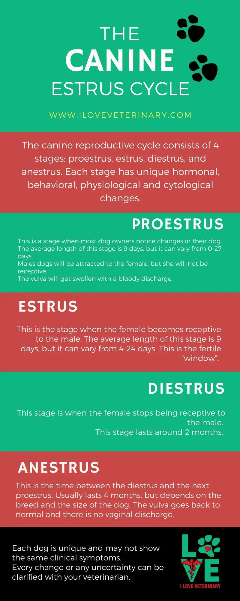 canine estrus cycle infographic 