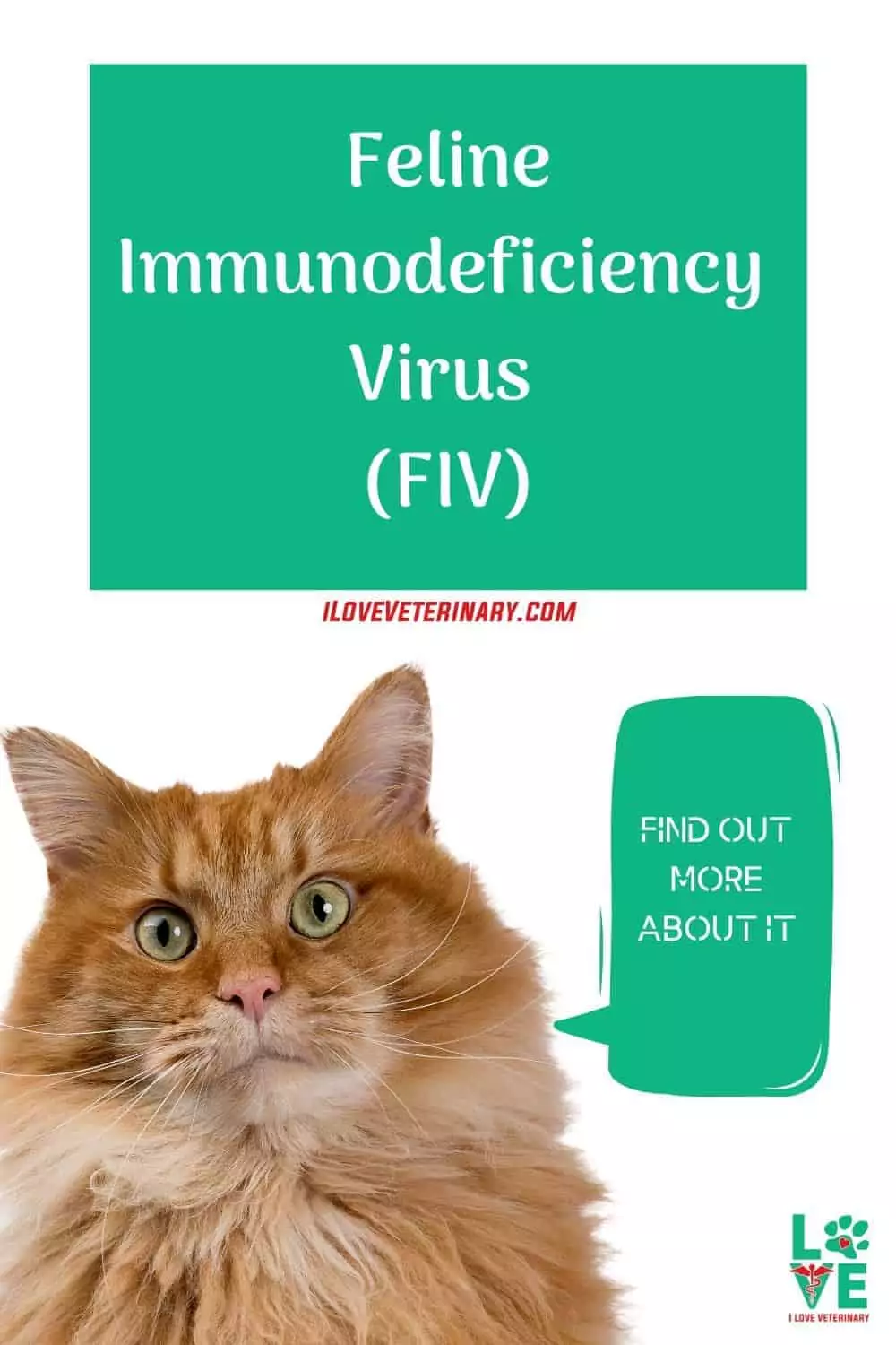 Feline Immunodeficiency Virus (FIV) pinterest pin I Love Veterinary