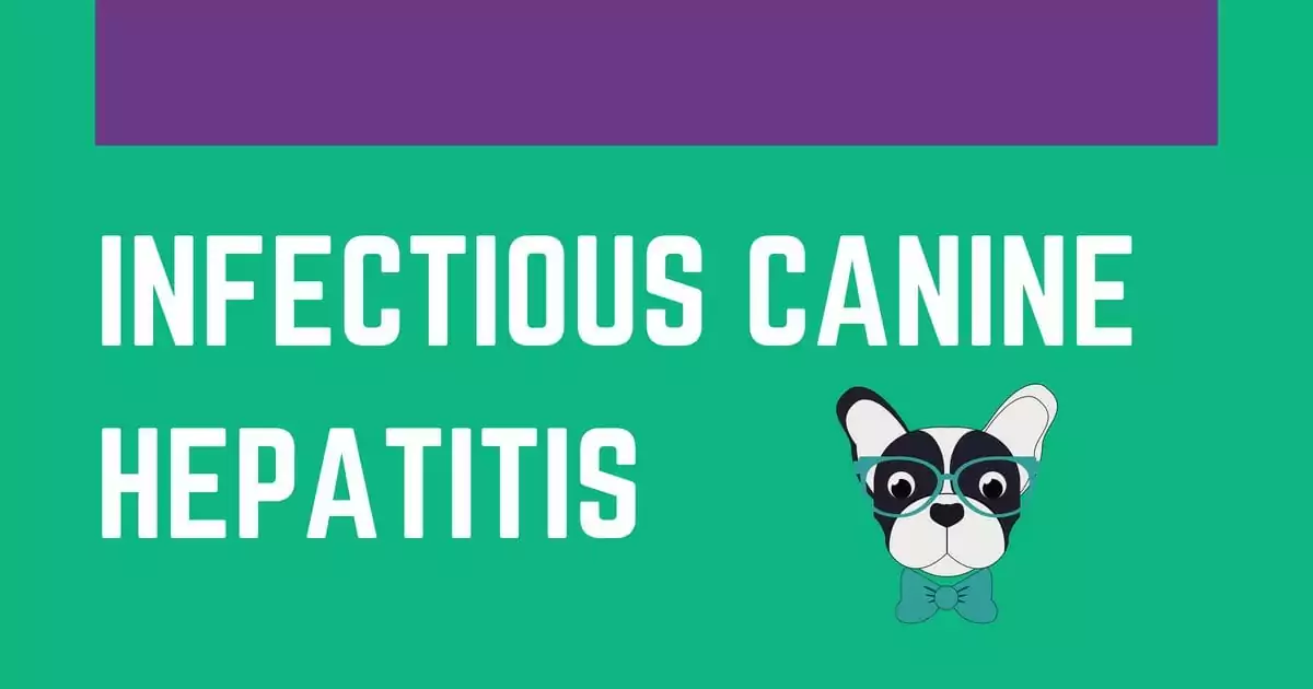 infection, canine, dog, puppy, disease, liver, hepatitis, virus