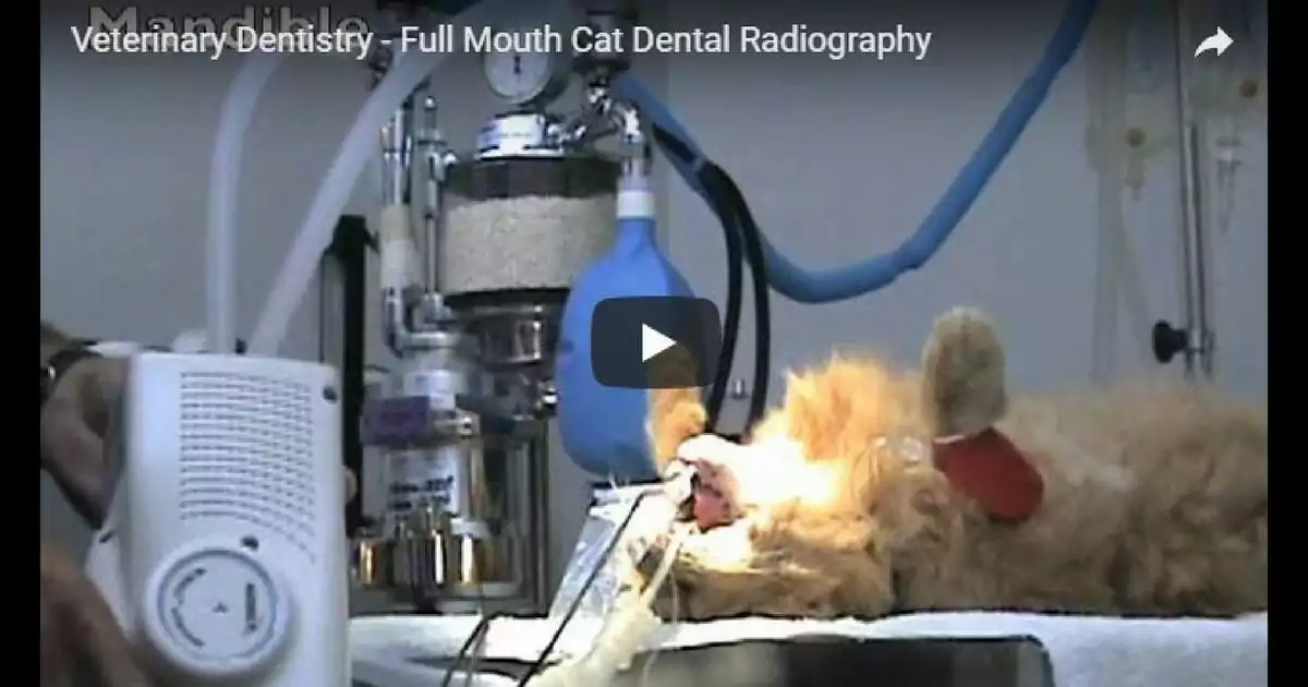 dental, radiography, x-ray, cat, teeth, veterinary dentistry