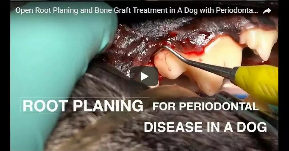 veterinary dentistry, Dr. Brett Beckman, periodontal disease, dog, video, Open Root Planing and Bone Graft Treatment