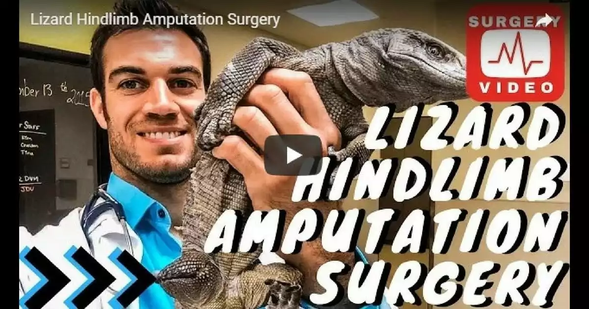 video, surgery, lizard, amputation, Dr.Evan Antin