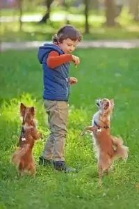 kid and 2 dogs