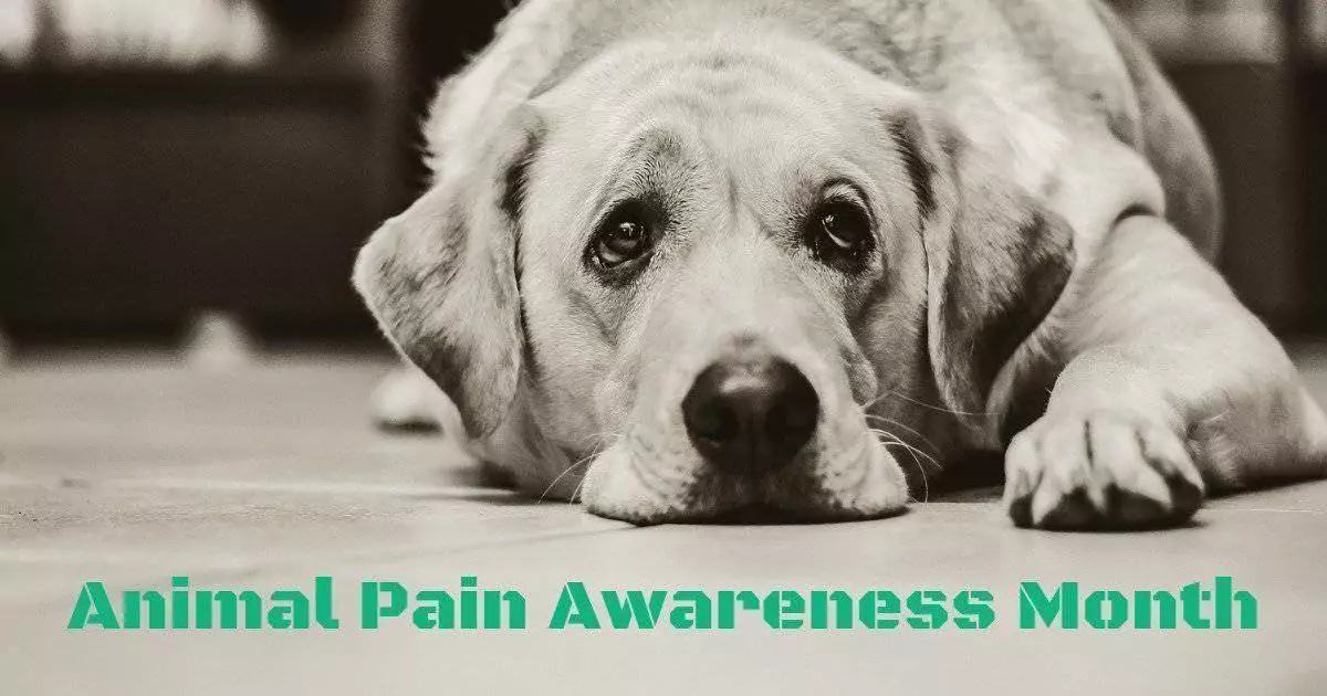 Trauriger Hund in einer Schwarz-Weiß-Fotografie, Animal Pain Awareness Month