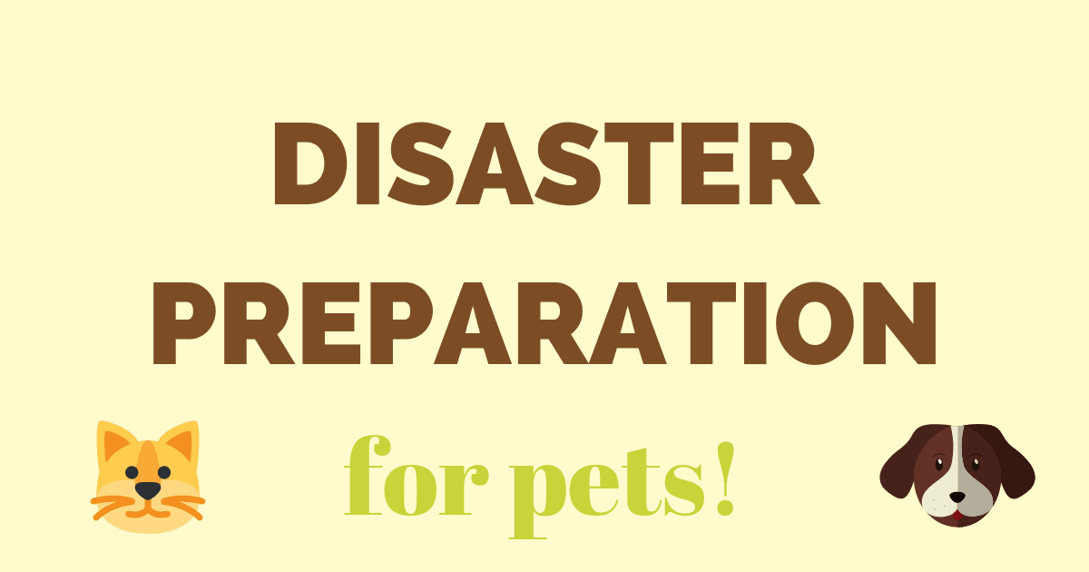 disaster preparation for pets infographic