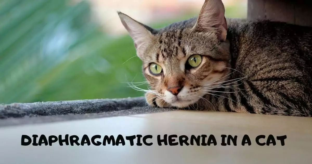 Diaphragmatic hernia in a cat – Veterinary Surgery Video