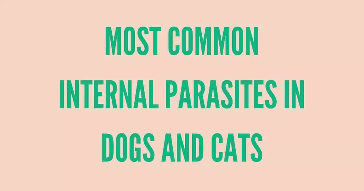 MOST COMMON INTERNAL PARASITES IN DOGS AND CATS 1 I Love Veterinary - Blog for Veterinarians, Vet Techs, Students