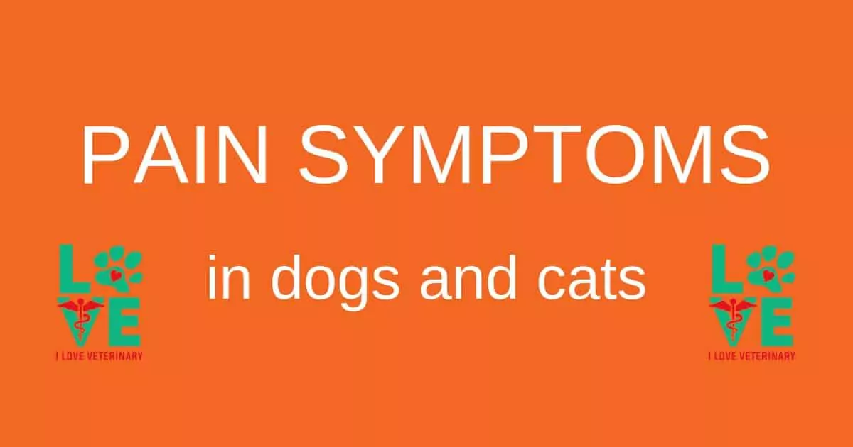Pijnsymptomen bij honden en katten