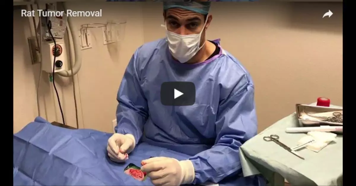 Dr. Evan Antin - Rat Tumor Removal