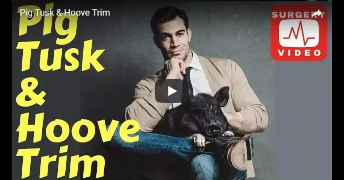 Pig Tusk & Hoove Trim by Dr. Evan Antin