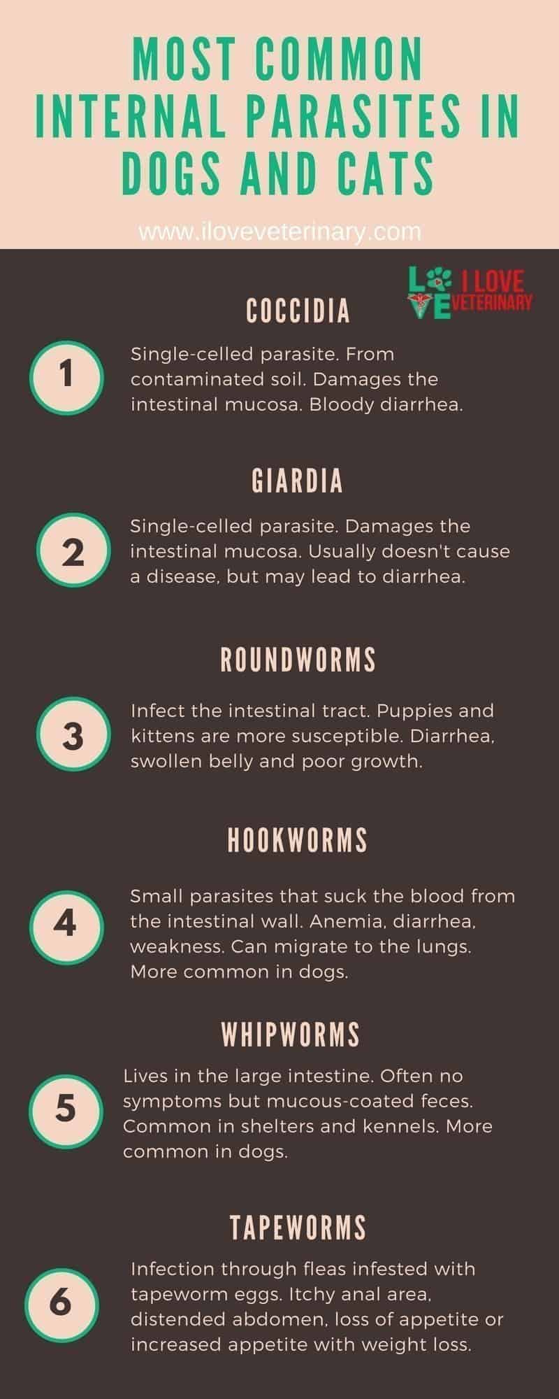 internal parasites in dogs and cat infographic