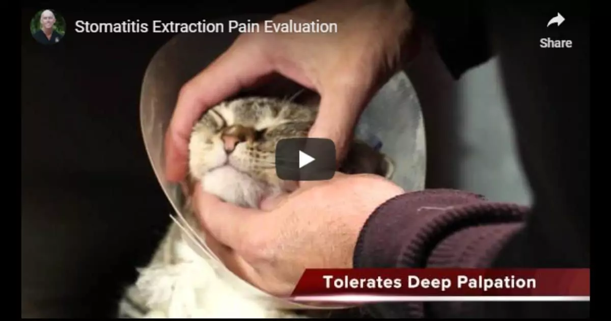 Stomatitis Extraction Pain Evaluation