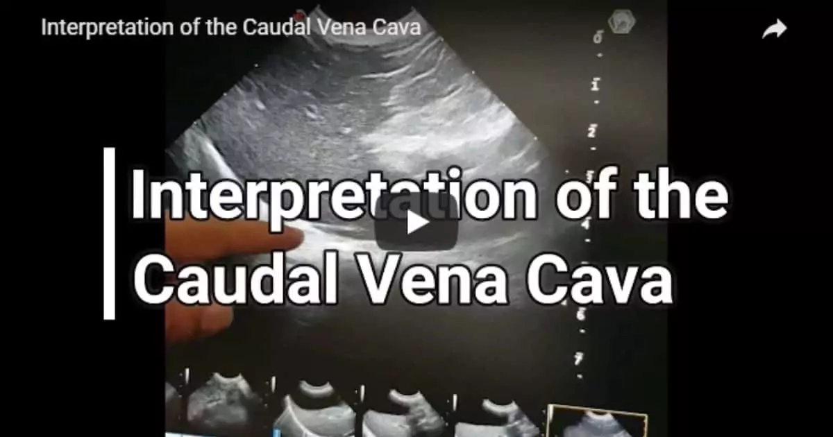 Interpretation of the Caudal Vena Cava