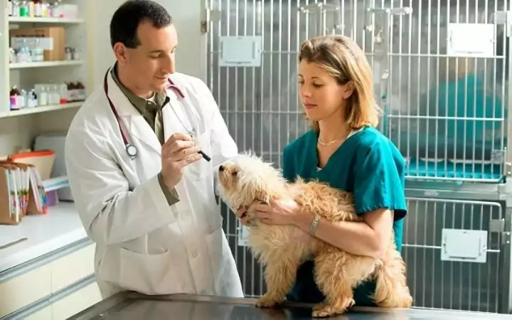 veterinary technician holding a dog while the veterinarian is doing a check up. I Love Veterinary