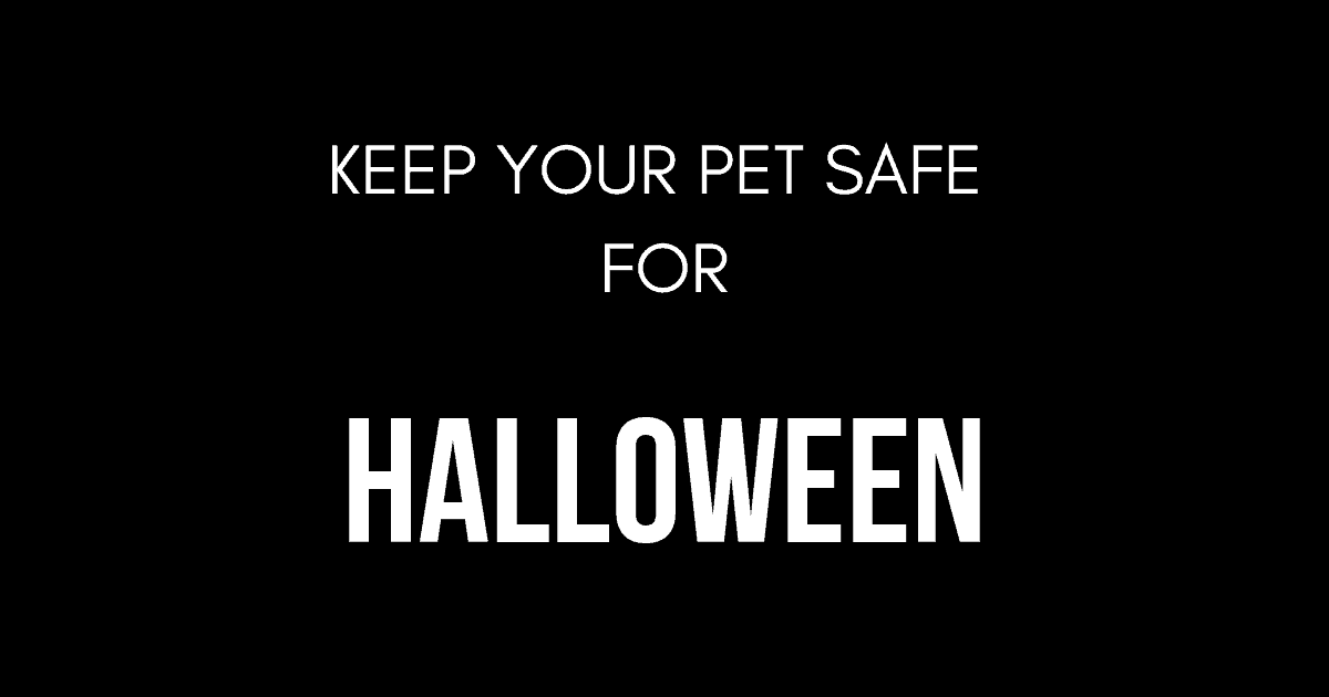 Keep your pet safe for Halloween
