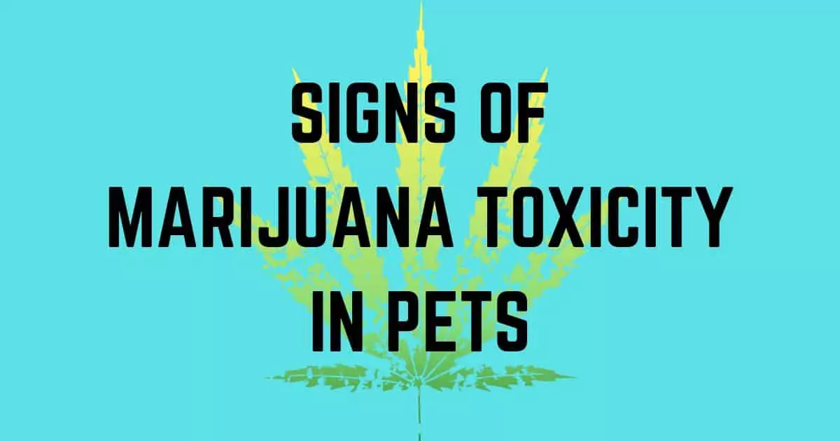 marijuana toxicity in pets I love veterinary
