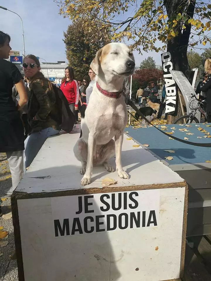 The stray dogs in Skopje, Macedonia