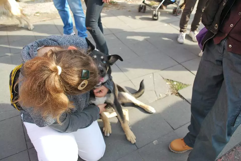 The stray dogs in Skopje, Macedonia