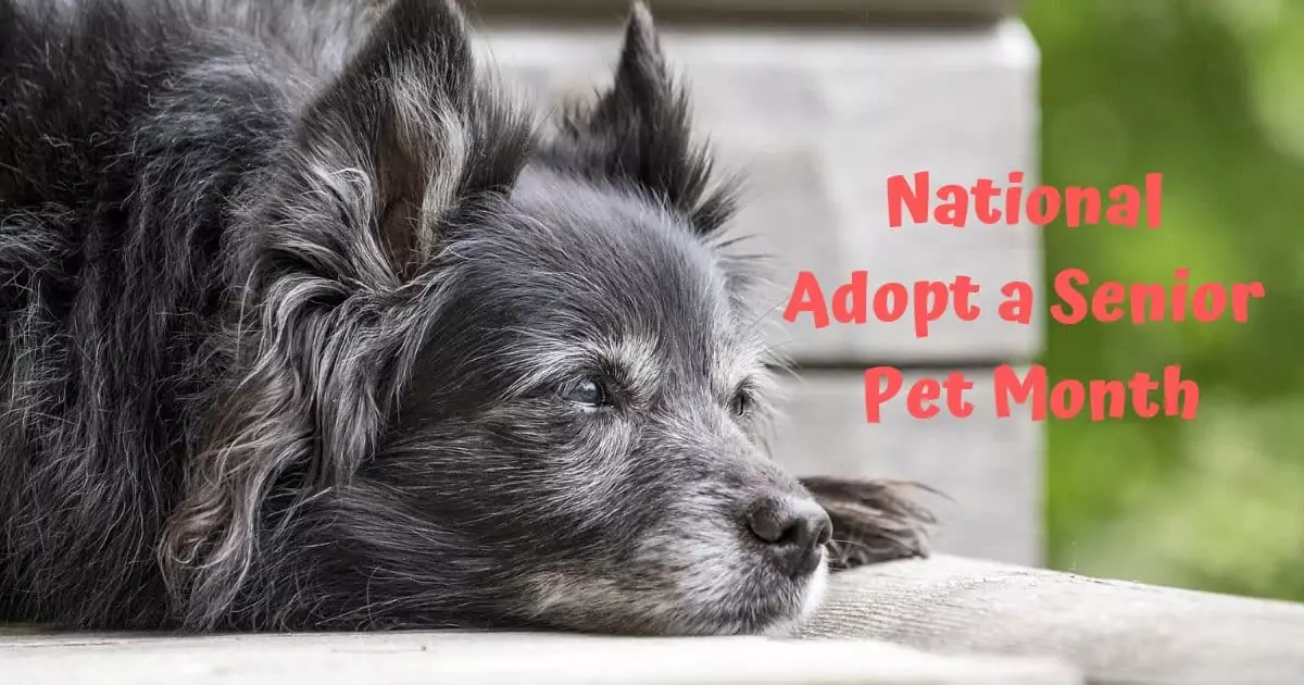 National adopt a senior pet month