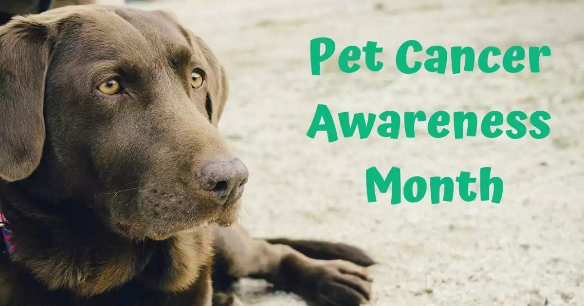 Pet Cancer Awareness Month I Love Veterinary - Blog for Veterinarians, Vet Techs, Students