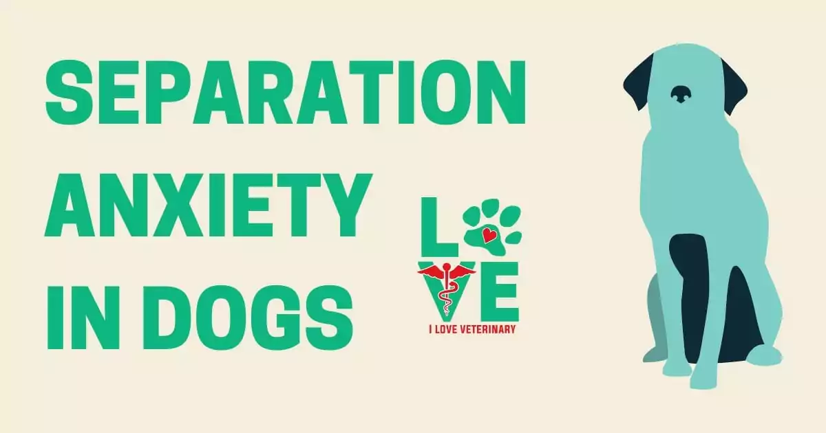 SEPARATION ANXIETY IN DOGS 2 I Love Veterinary - Blog for Veterinarians, Vet Techs, Students