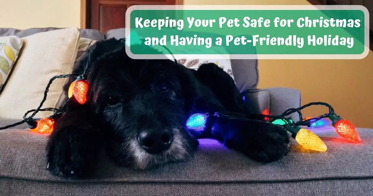 Keeping Your Pet Safe for Christmas and Having a Pet Friendly Holiday I Love Veterinary - Blog for Veterinarians, Vet Techs, Students