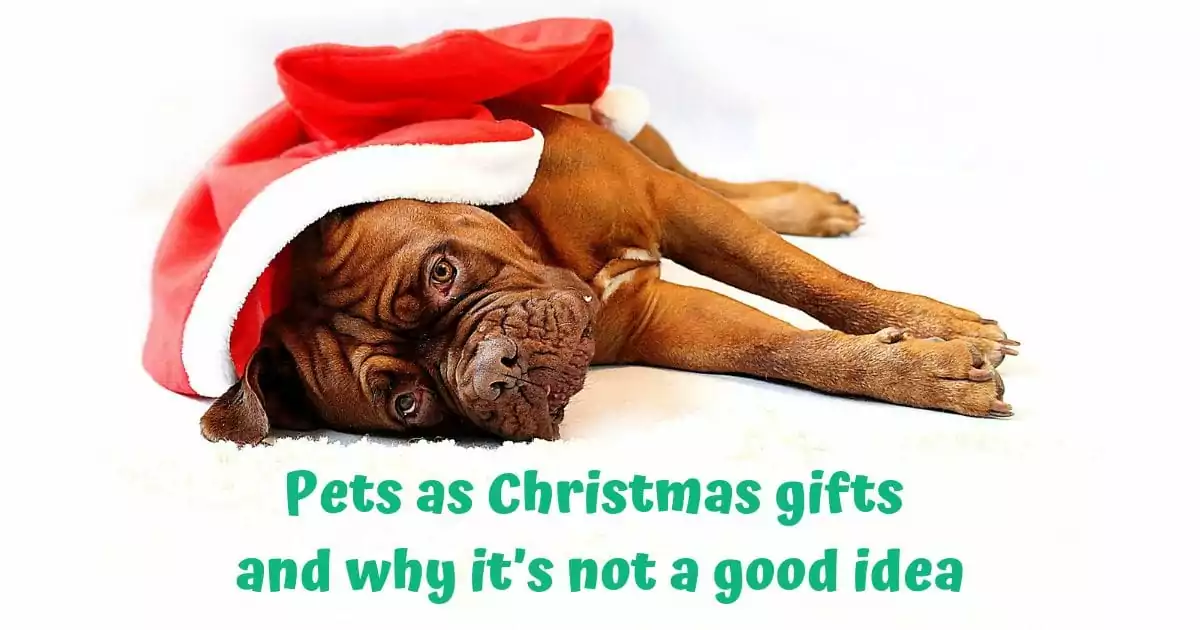 Animais de estimação como presentes de Natal e por que não é uma boa ideia
