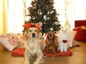 Keeping Your Pet Safe for Christmas and Having a Pet-Friendly Holiday