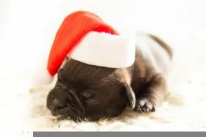 Pets as Christmas gifts and why it’s not a good idea