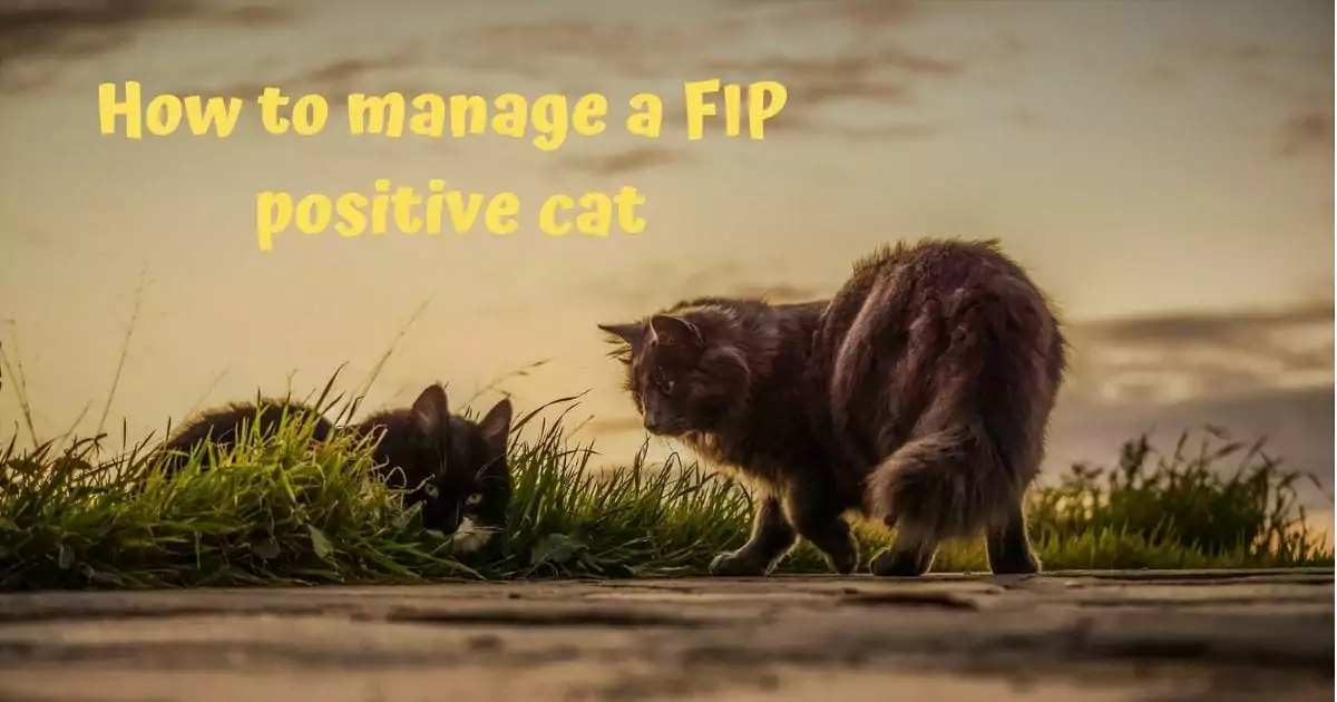 Cómo manejar un gato FIP positivo