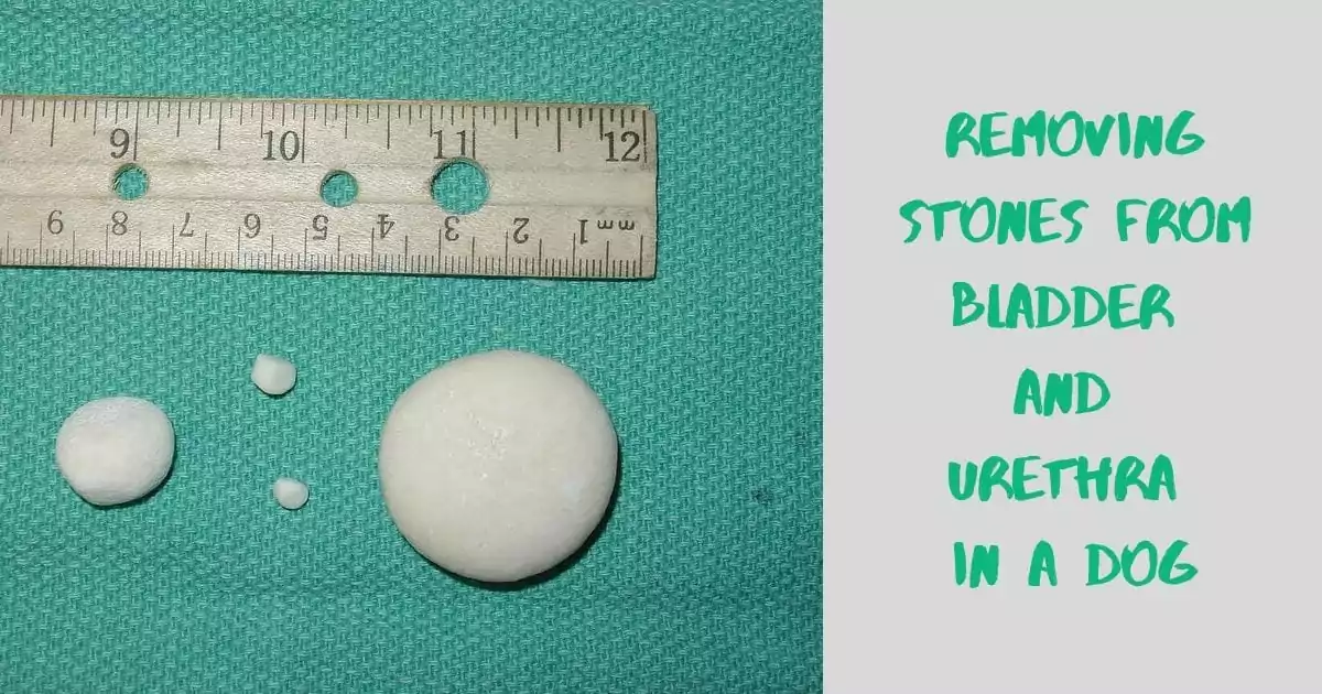 Removing stones from bladder and urethra in a dog