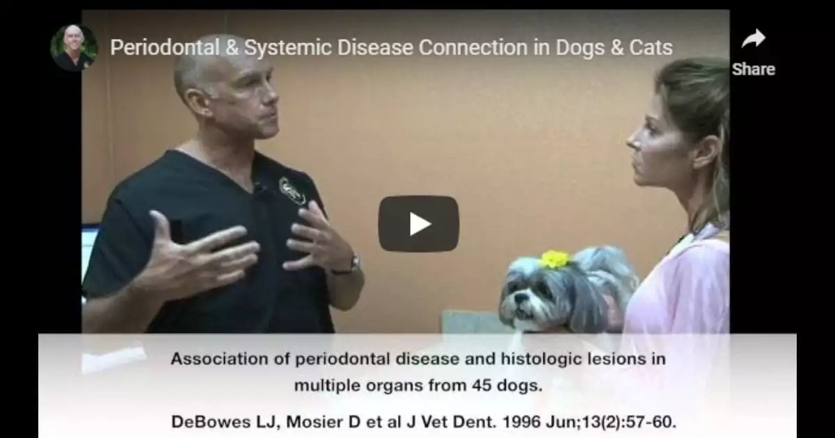 Periodontal & Systemic Disease Connection in Dogs & Cats