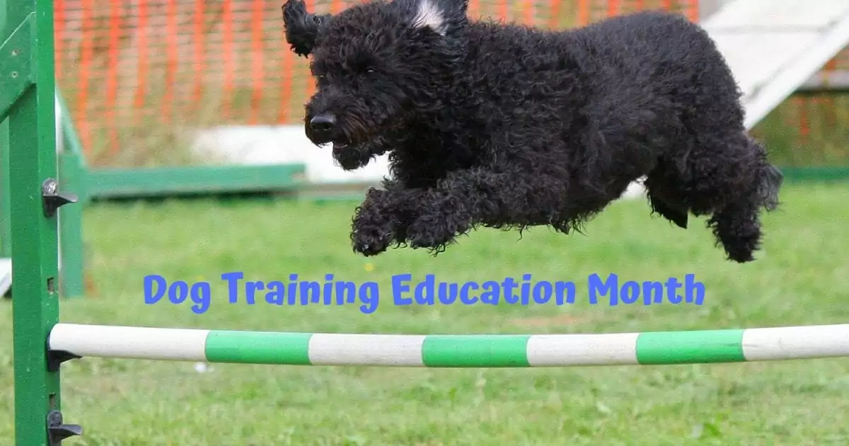 Dog Training Education Month I Love Veterinary - Blog voor dierenartsen, dierenartsen, studenten