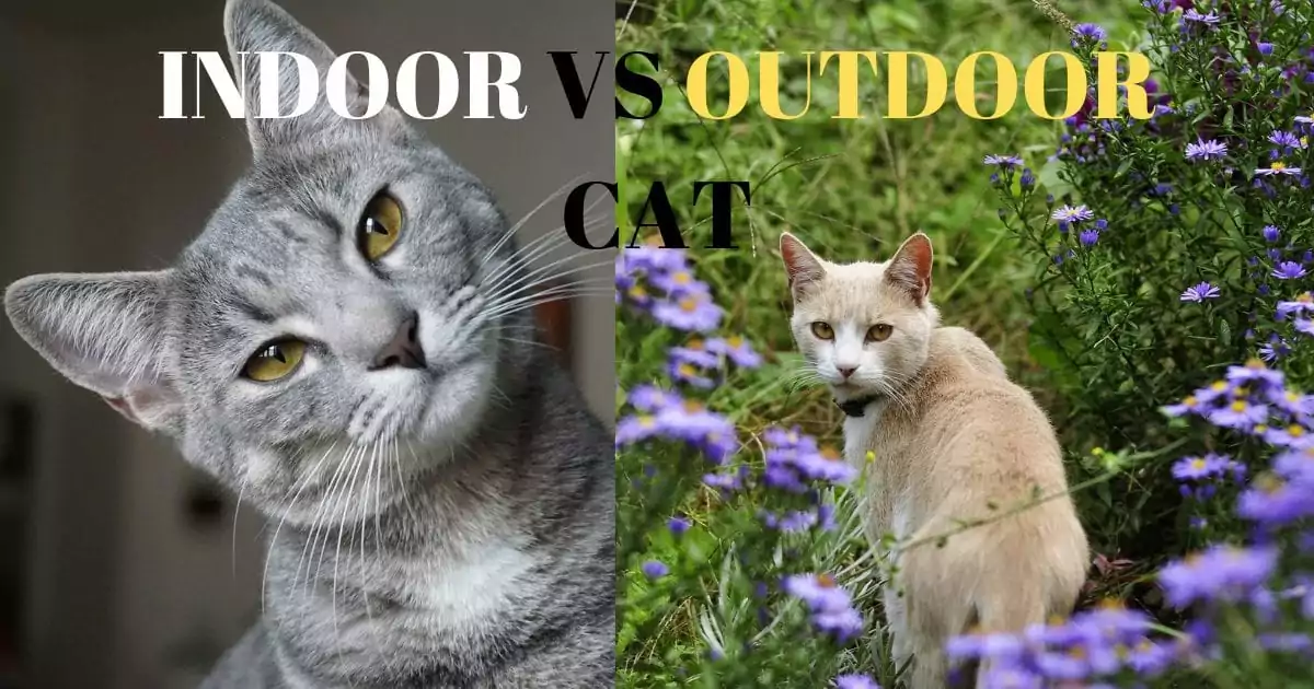 Indoor vs Outdoor cat