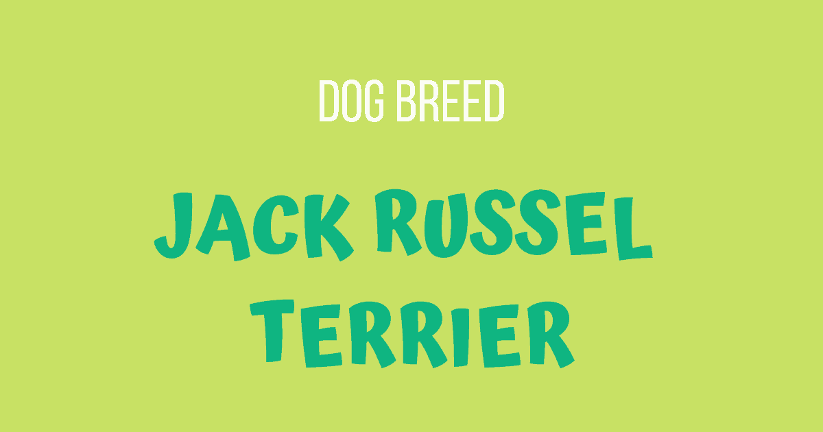 JACK RUSSEL TERRIER 1 I Love Veterinary - Blog for Veterinarians, Vet Techs, Students