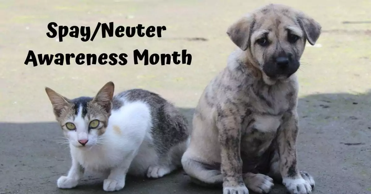 Spay/Neuter Awareness Month
