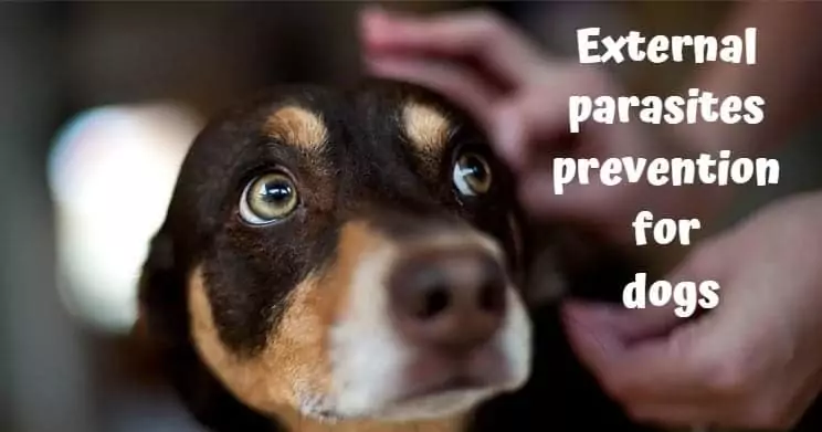 External parasites prevention for dogs